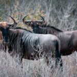Uma Tarde no Parque Nacional da Quiçama