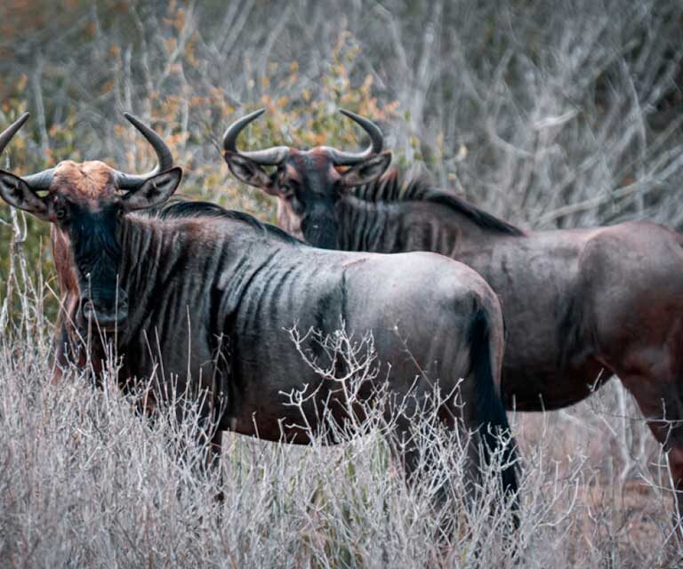 Uma Tarde no Parque Nacional da Quiçama